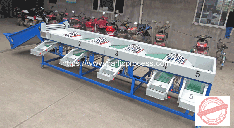 Automatic-Garlic-Size-Sorting-Machine-for-Ukraine-Customer